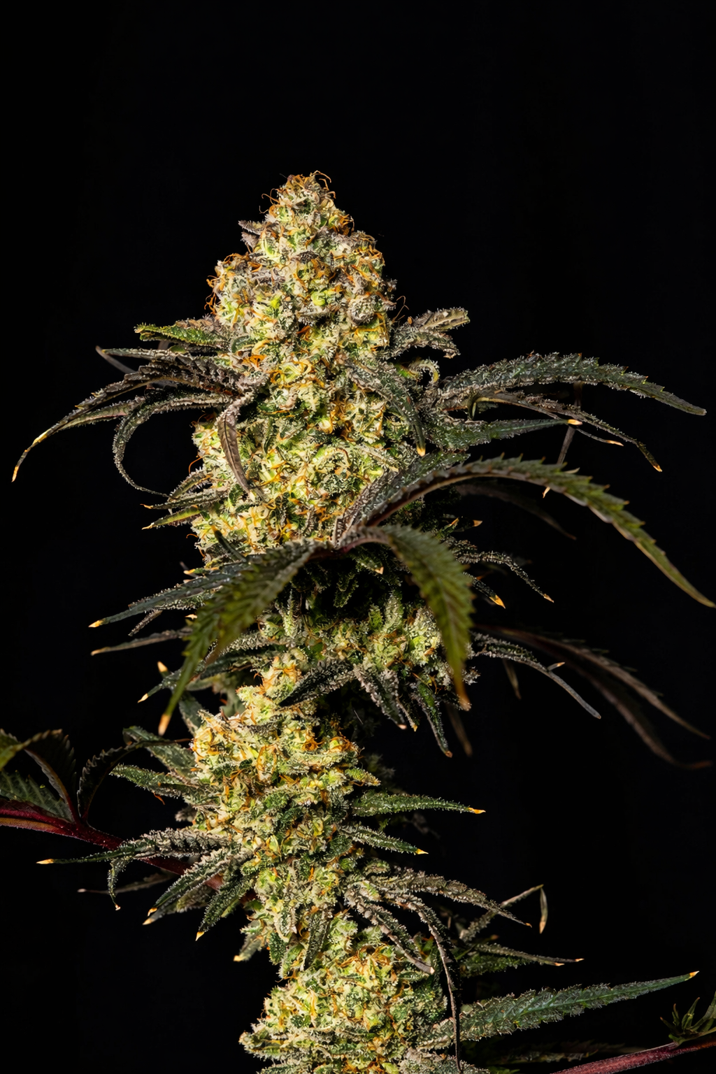 MAC DELUXE Medizinische Cannabisblüten