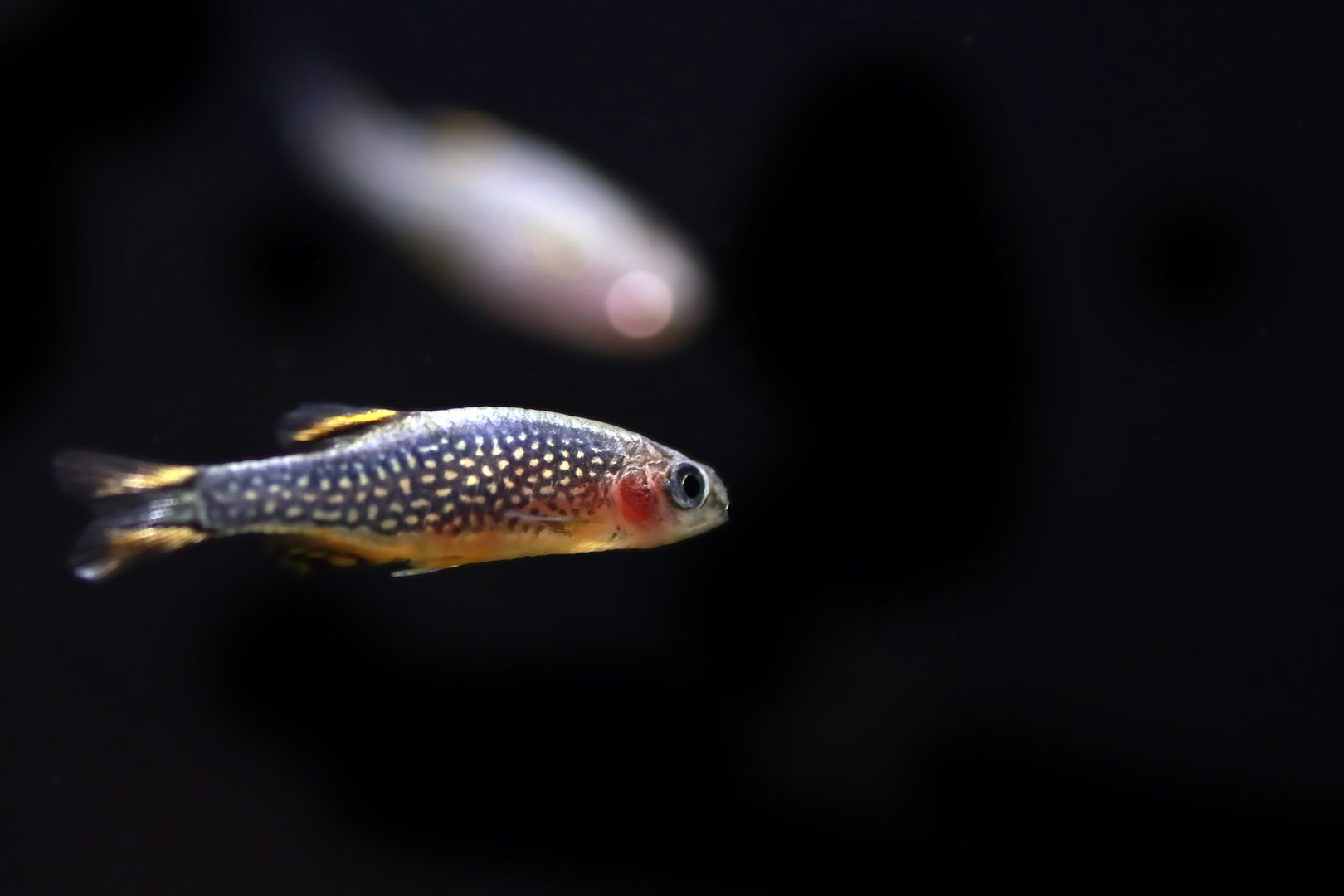 Danio margaritatus, the celestial pearl danio, often referred to in the aquarium trade as galaxy rasbora or Microrasbora sp. 'Galaxy'