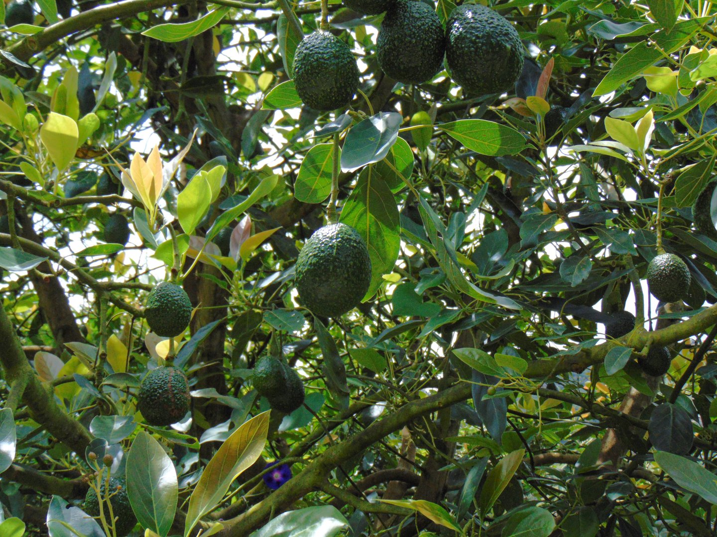 avocados in harvest still on the trees, leaves, branches