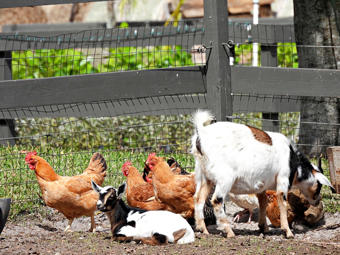 Pygmy Goats and Chickens