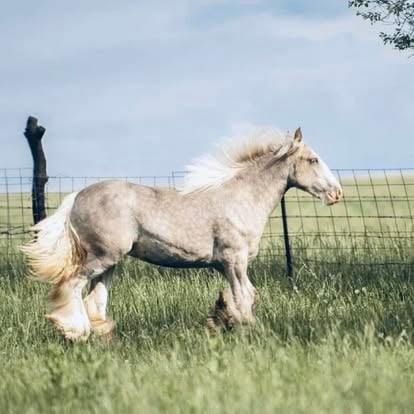 Gypsy horse