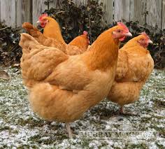 Buff Orpington hen
