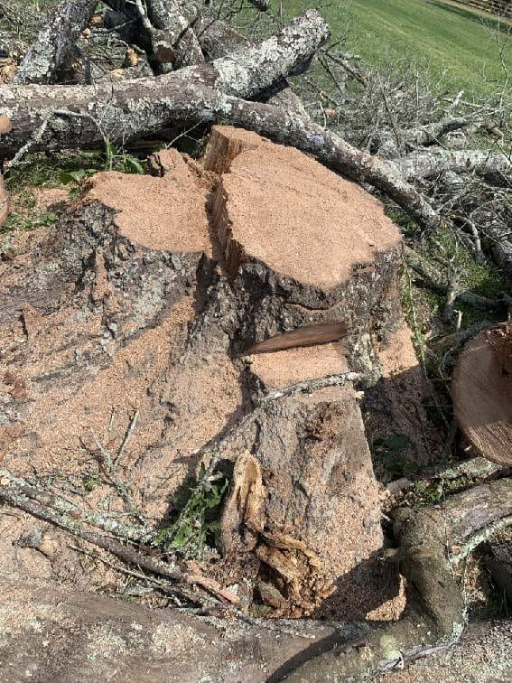 Tree service project completed by Battalion Tree Service