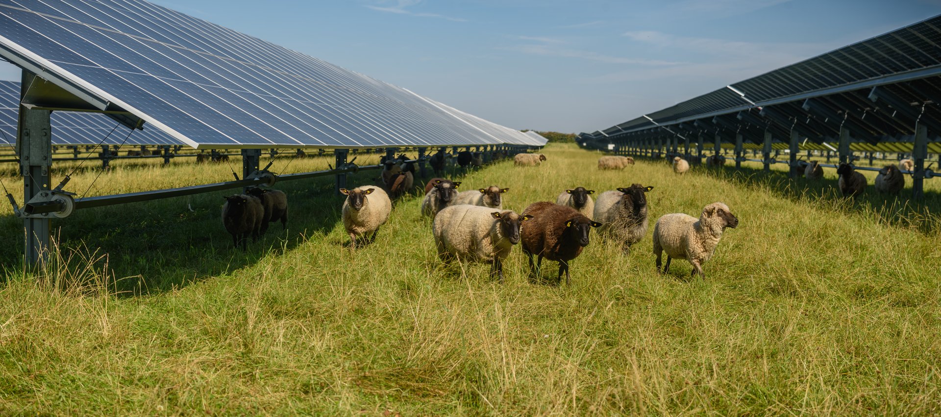 Sheeps standing next to a field of solar panels. Solar farm with solar trackers panels and flock of sheep. Agrivoltaics concept that involves the shared use of land for solar parks and sheep grazing.