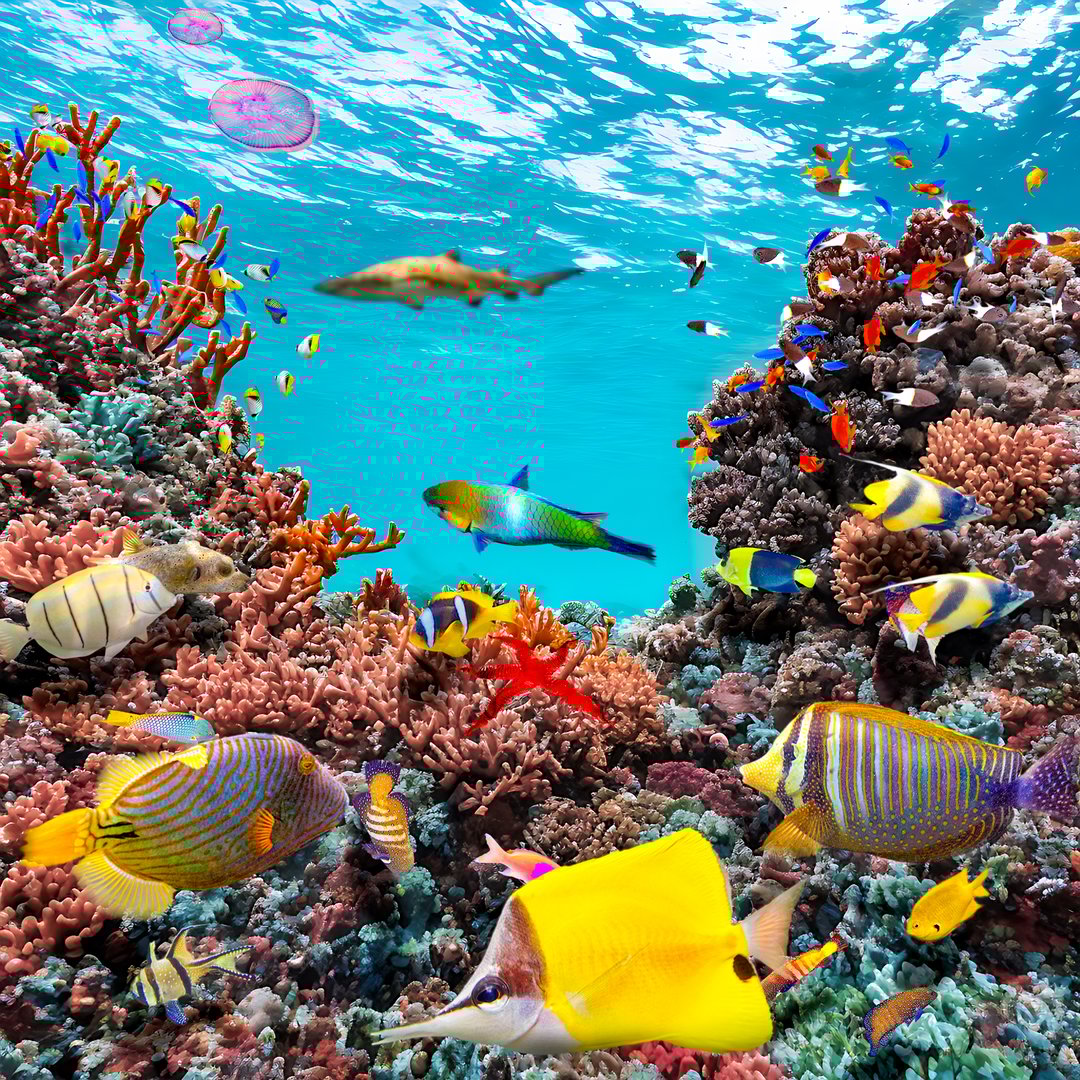 Magnificent and amazing underwater world of the tropical ocean. 