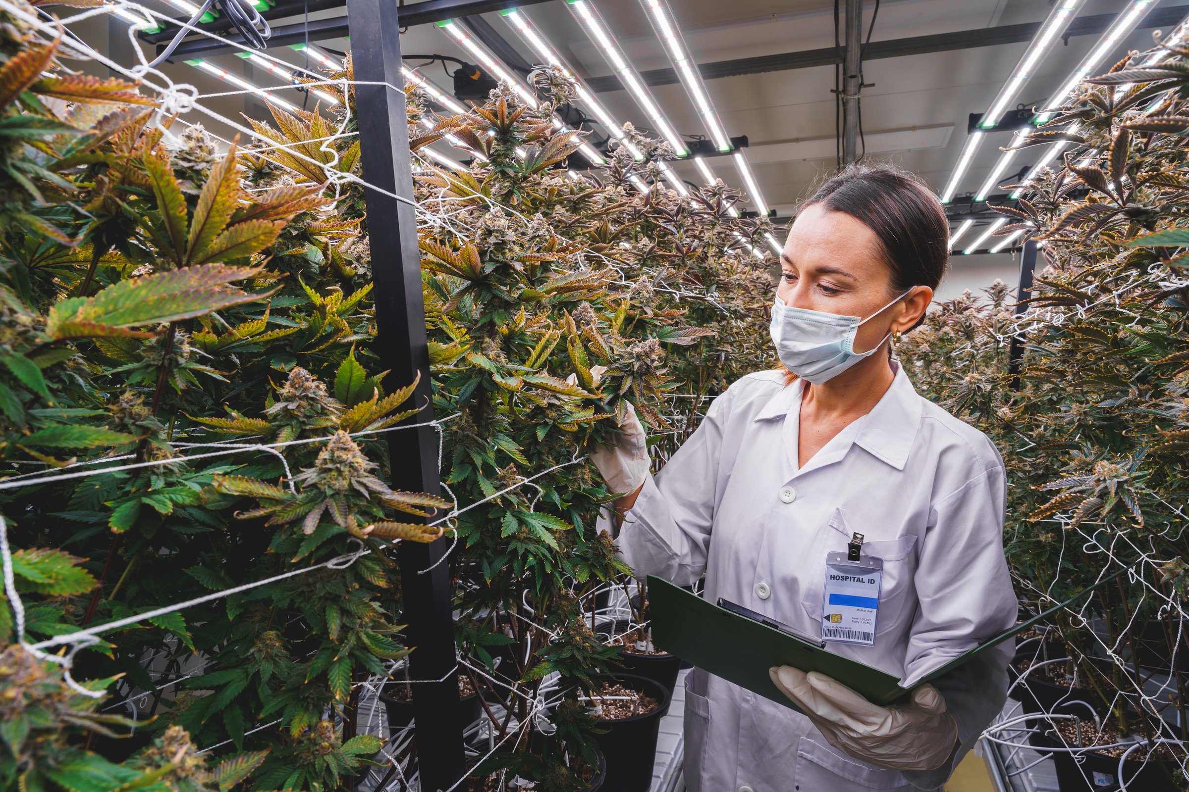 A female scientist wearing face mask and gloves examining the cannabis plant at the indoor farm.