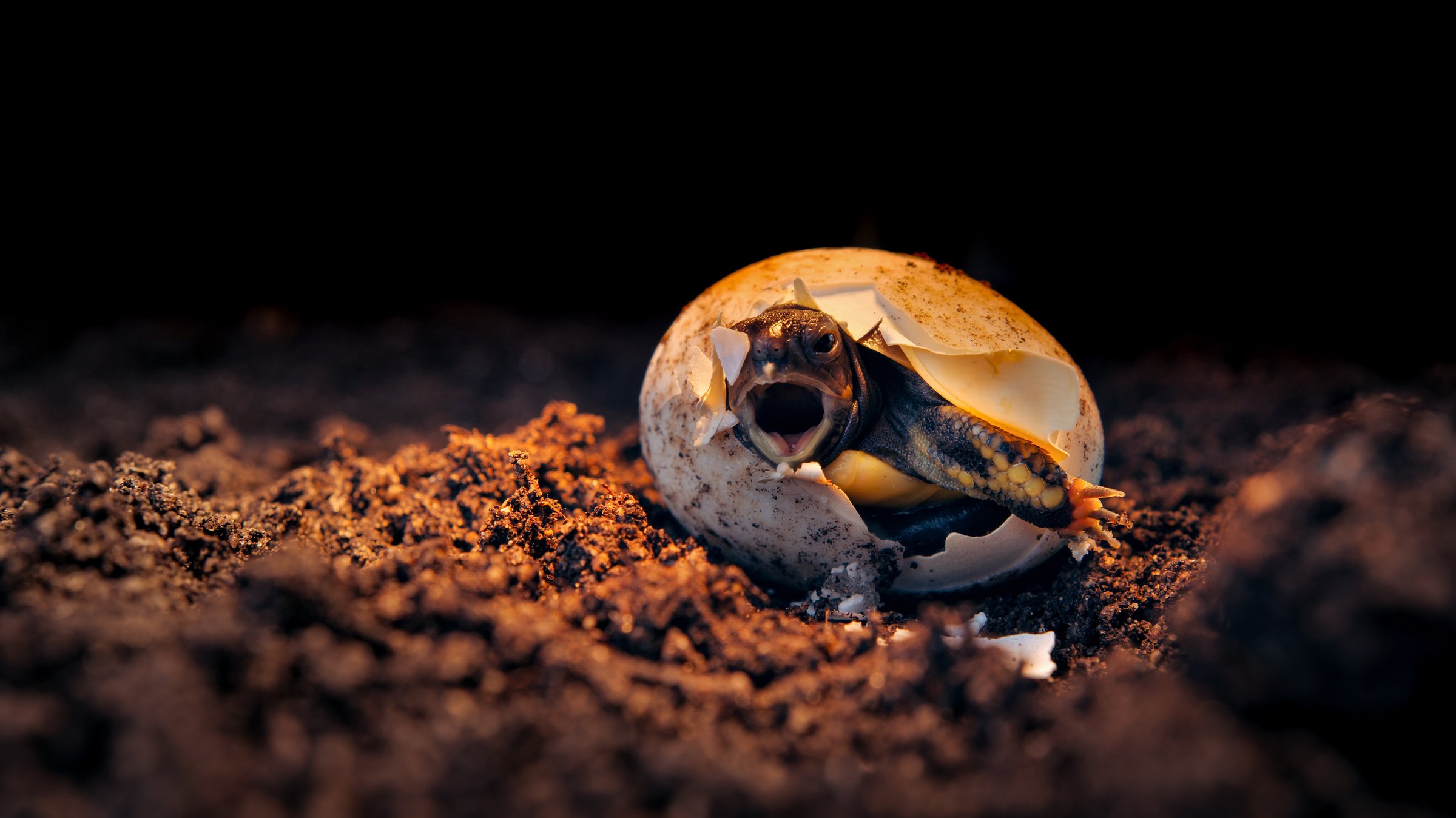Baby turtle hatching in wildlife conservation area prior to release