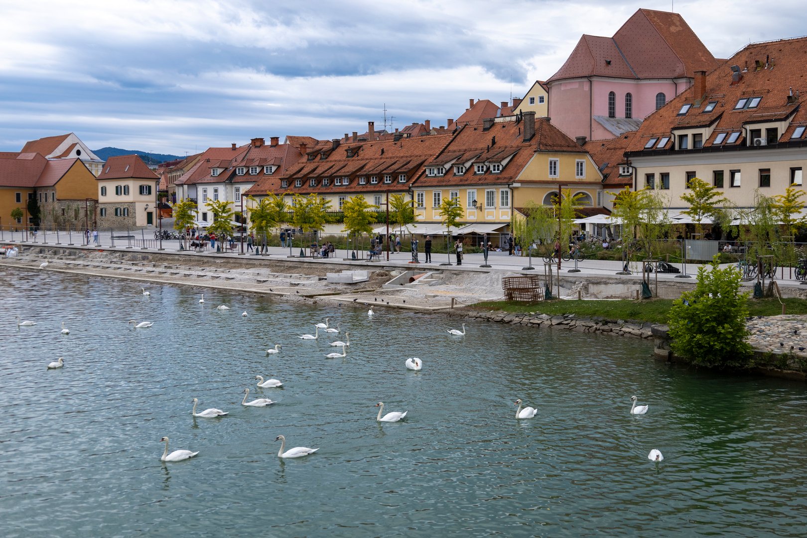 Warm sunlight bathes Maribor's historic riverside as swans glide peacefully across the water.