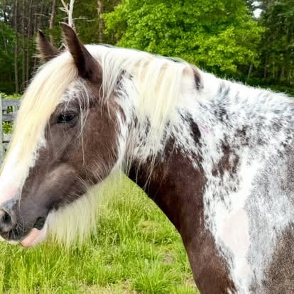 Gypsy horse