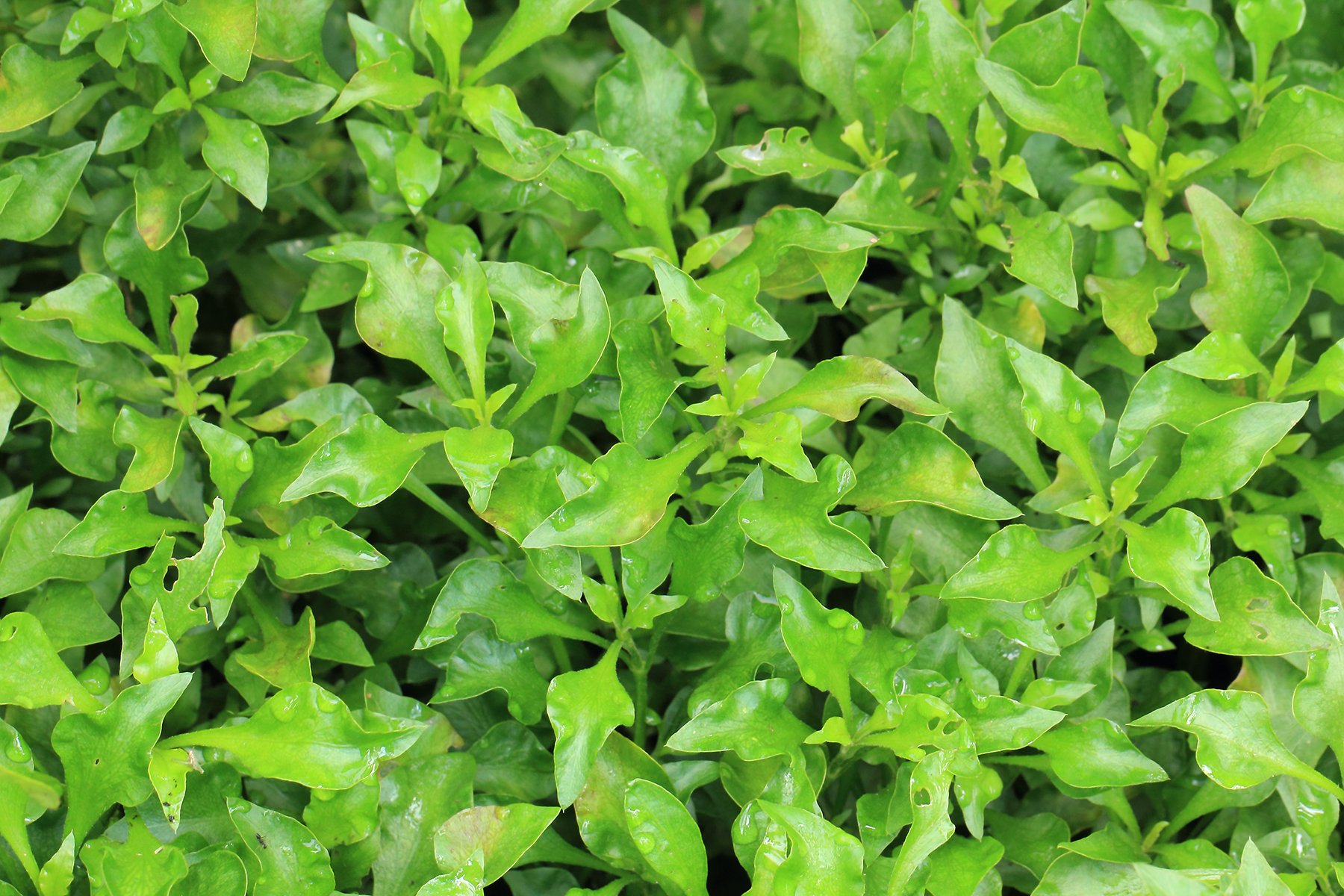 Close up of fresh growing watercress