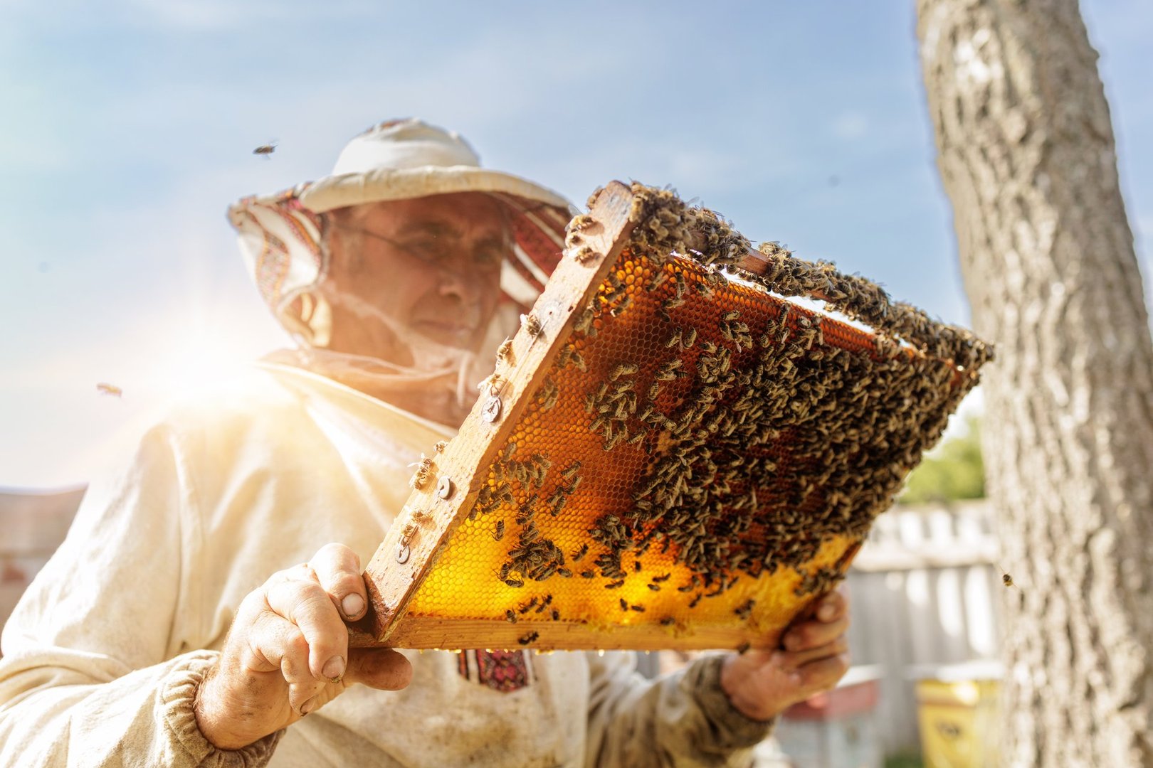 Apiarist examines a full brood frame in bright backlight