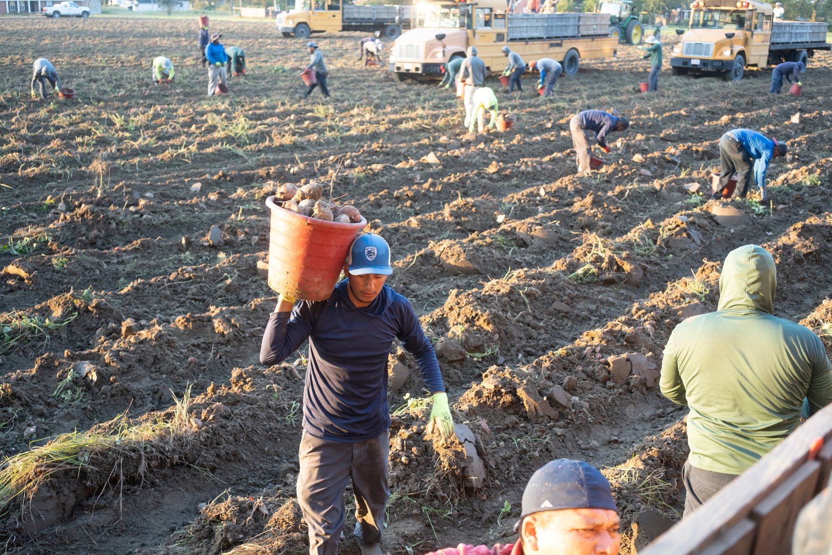 Princeton, NC - October 8, 2024: A crew of Mexican H-2A seasonal farm workers harvest sweet potatoes on a farm in Eastern North Carolina in mid October
