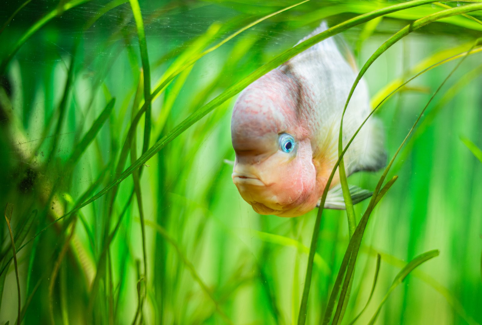 Colorful Flowerhorn cichlid swimming in planted aquarium in Cape Town, Western Cape, South Africa