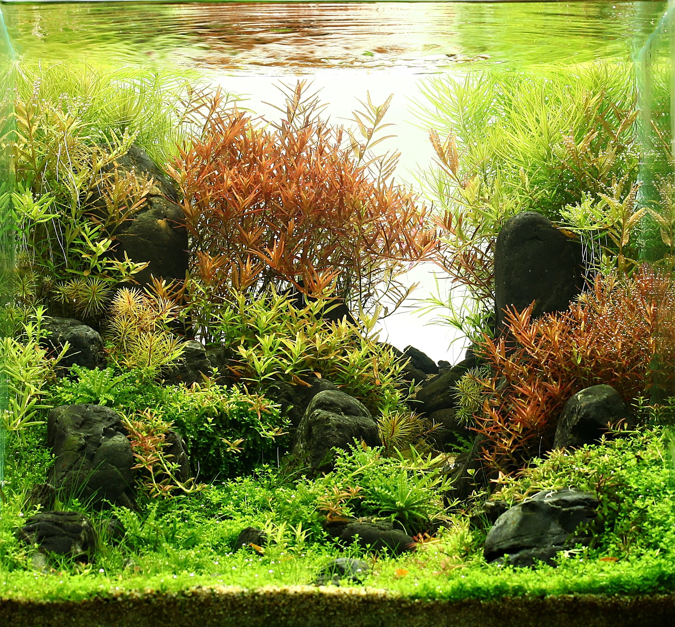 Luxury Planted Aquarium Design - Heavily Planted Dutch Style Aquascape with Dense Vegetation