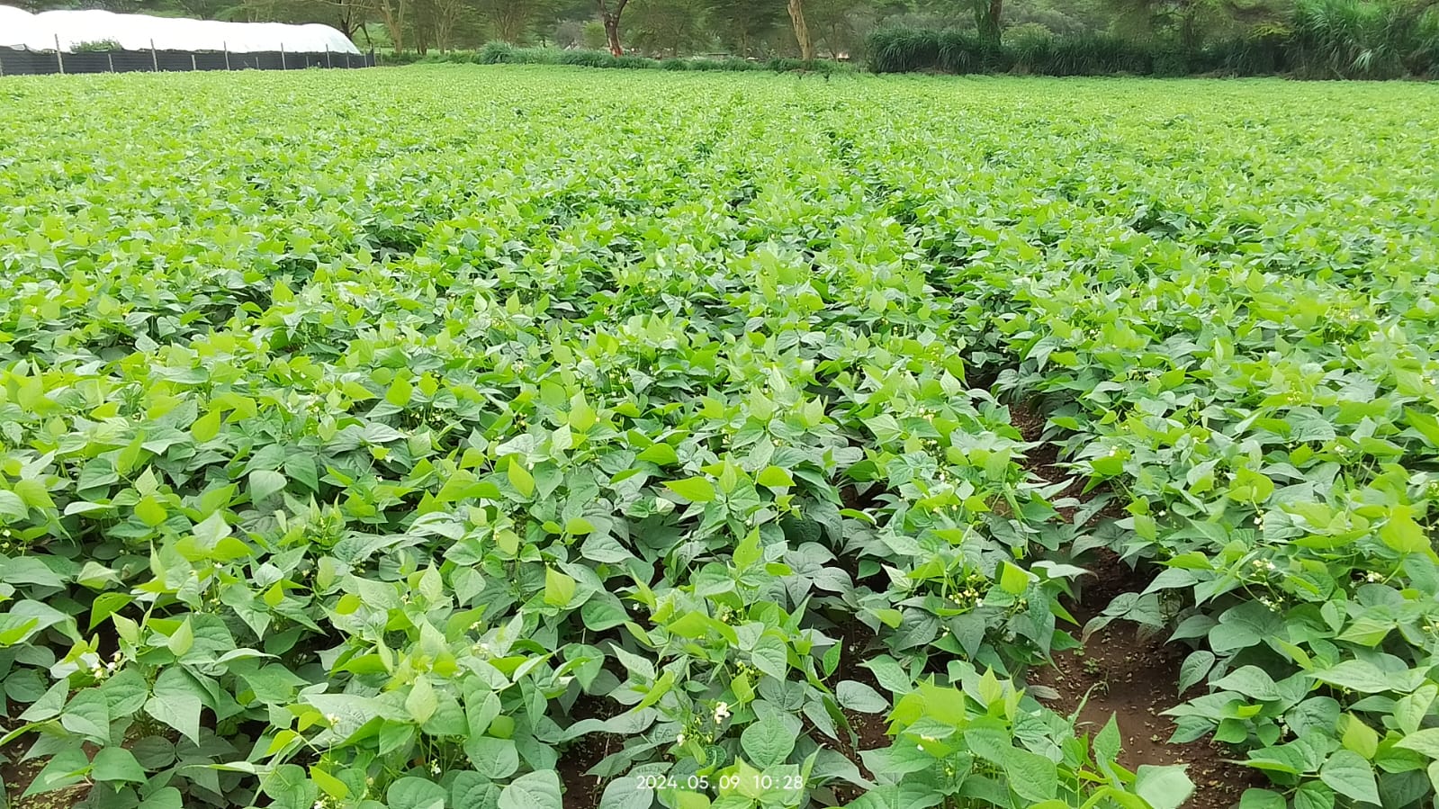 many green beans growing in the vegetable garden. beans growing on a vine for plants