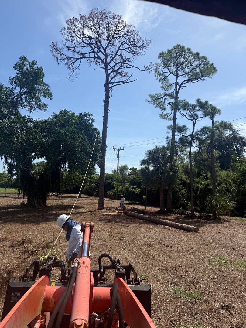 Tree removal service in action