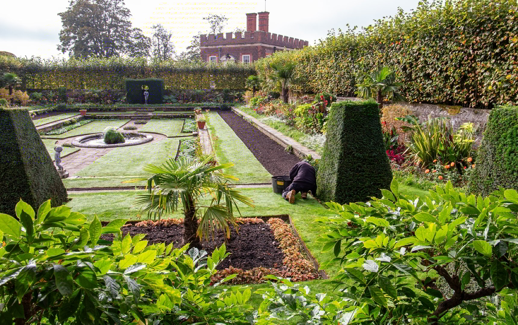 Gardener working in one of the pond gardens at Hampton Court Palace with the banqueting house in   the background October 2024