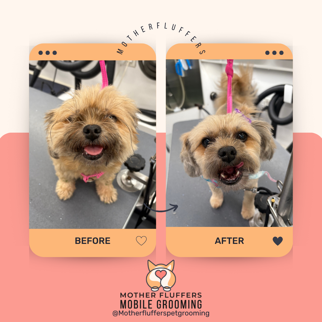 Amazing transformation from mop to marvel - before and after grooming