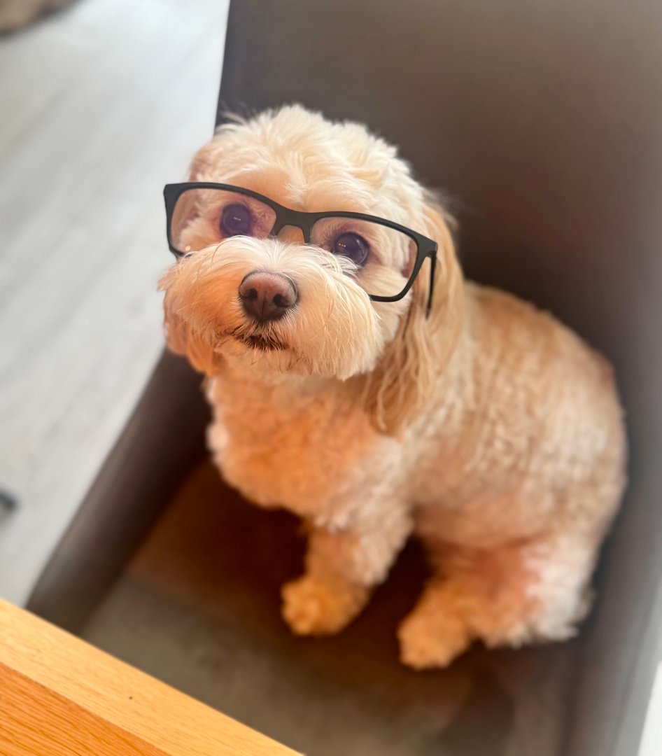 A small, fluffy dog wearing oversized black glasses sits on a chair, looking up curiously.