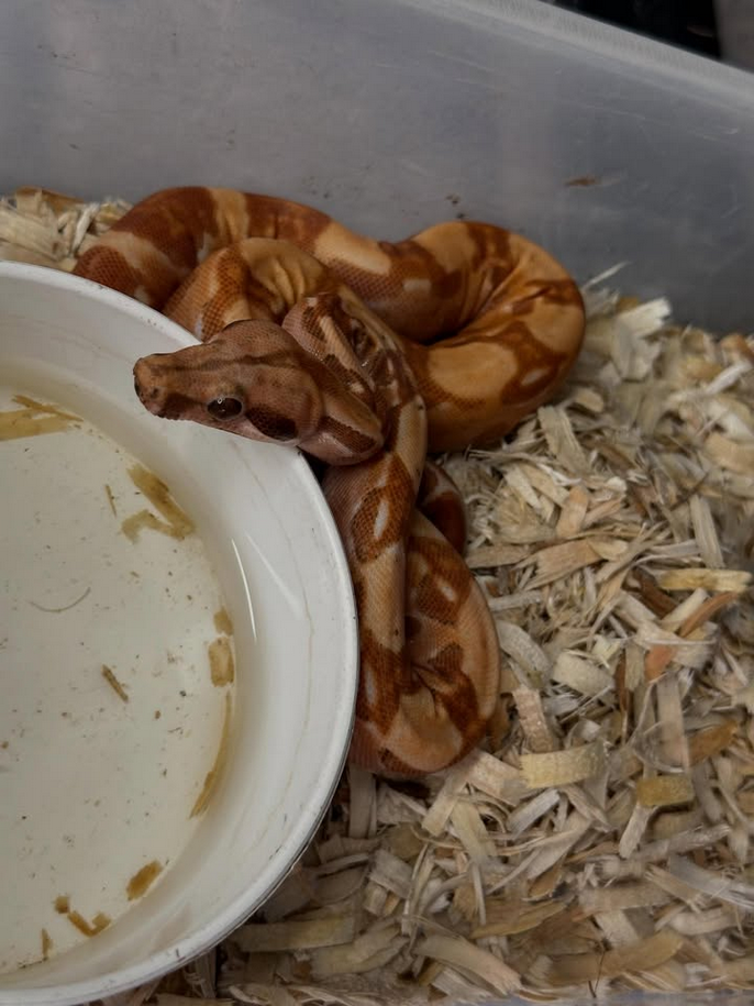 Sharp Bloody Albino Boa