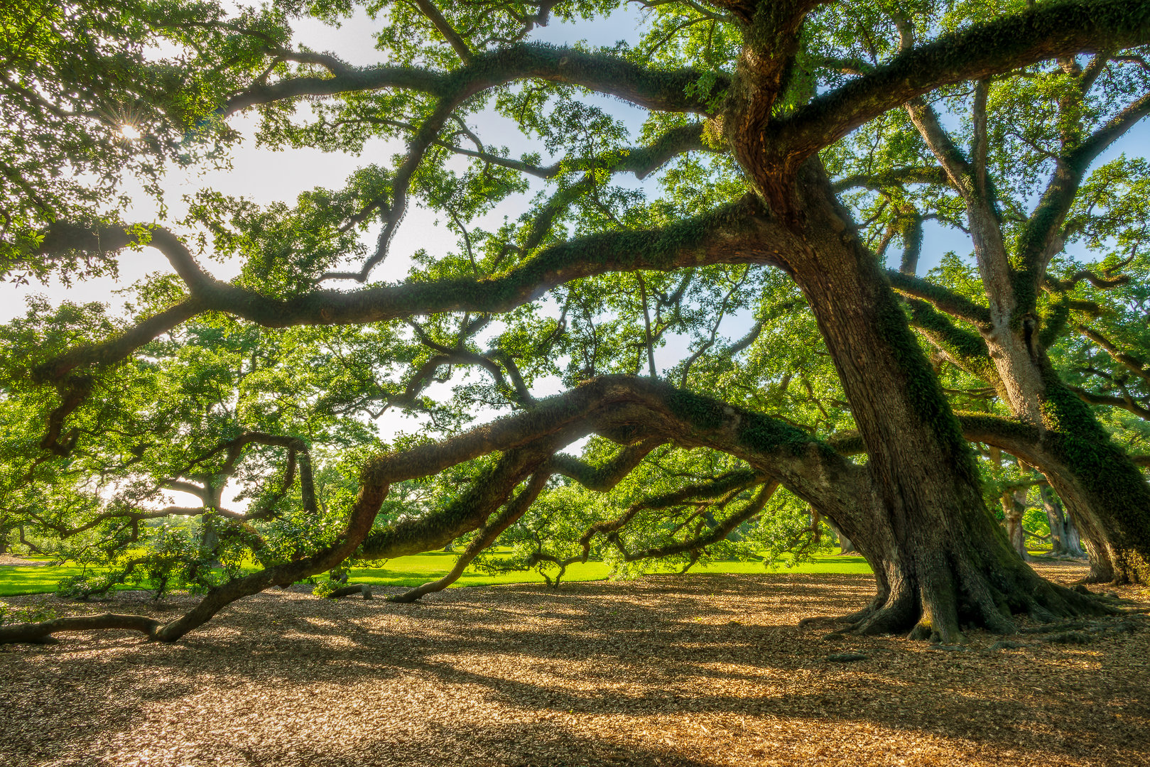 Majestic oak Oak tree in a plantation, Louisiana