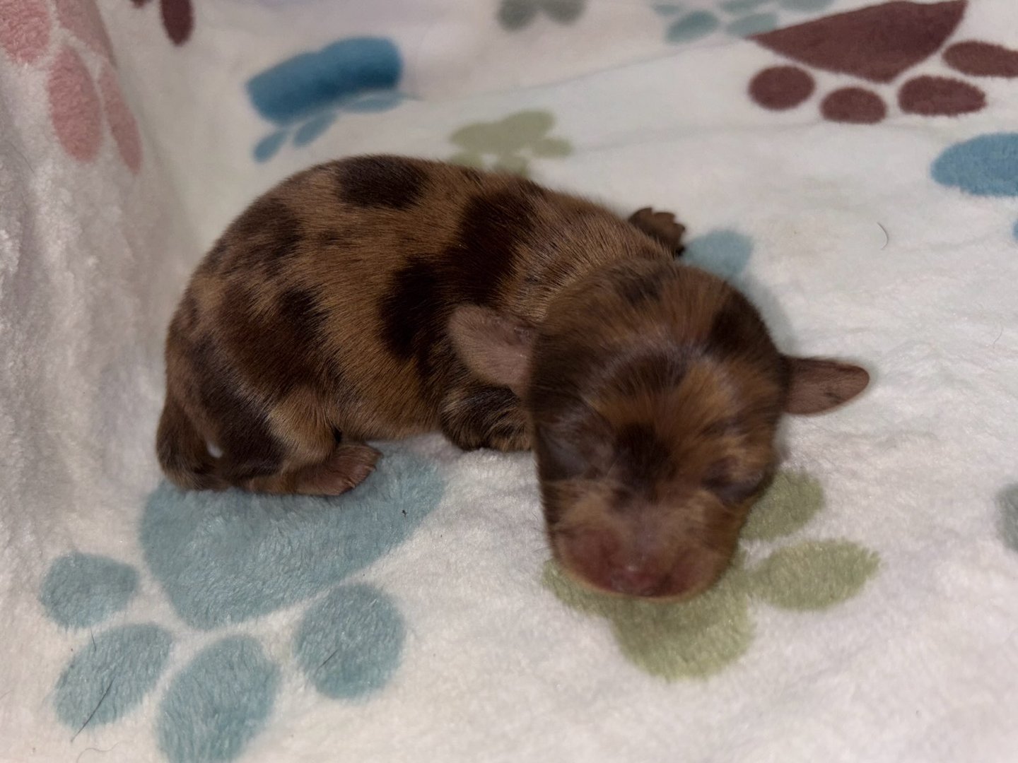 A newborn brown and black spotted puppy sleeping on a soft blanket with colorful paw prints.