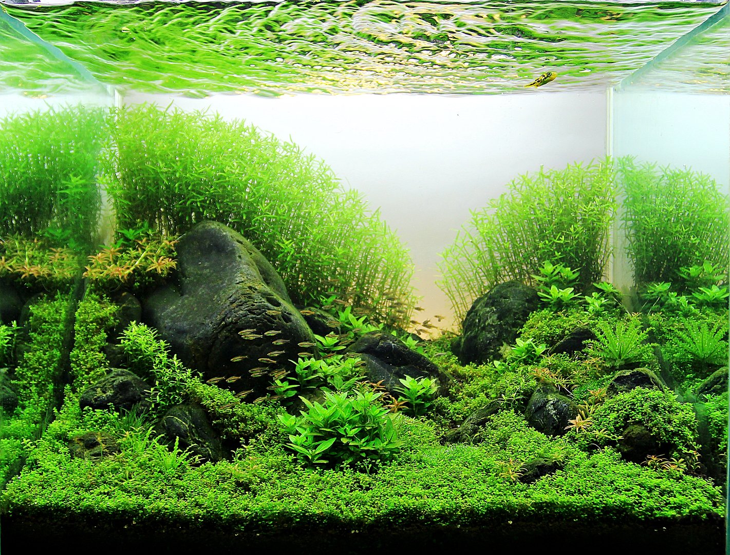 This tank is called "Big Belly". This is one of the aquascapes done by Yoda.