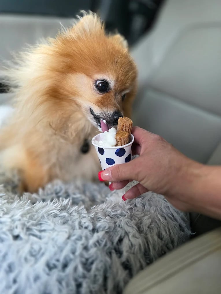 Dog enjoying pup cup at Uptown Pets