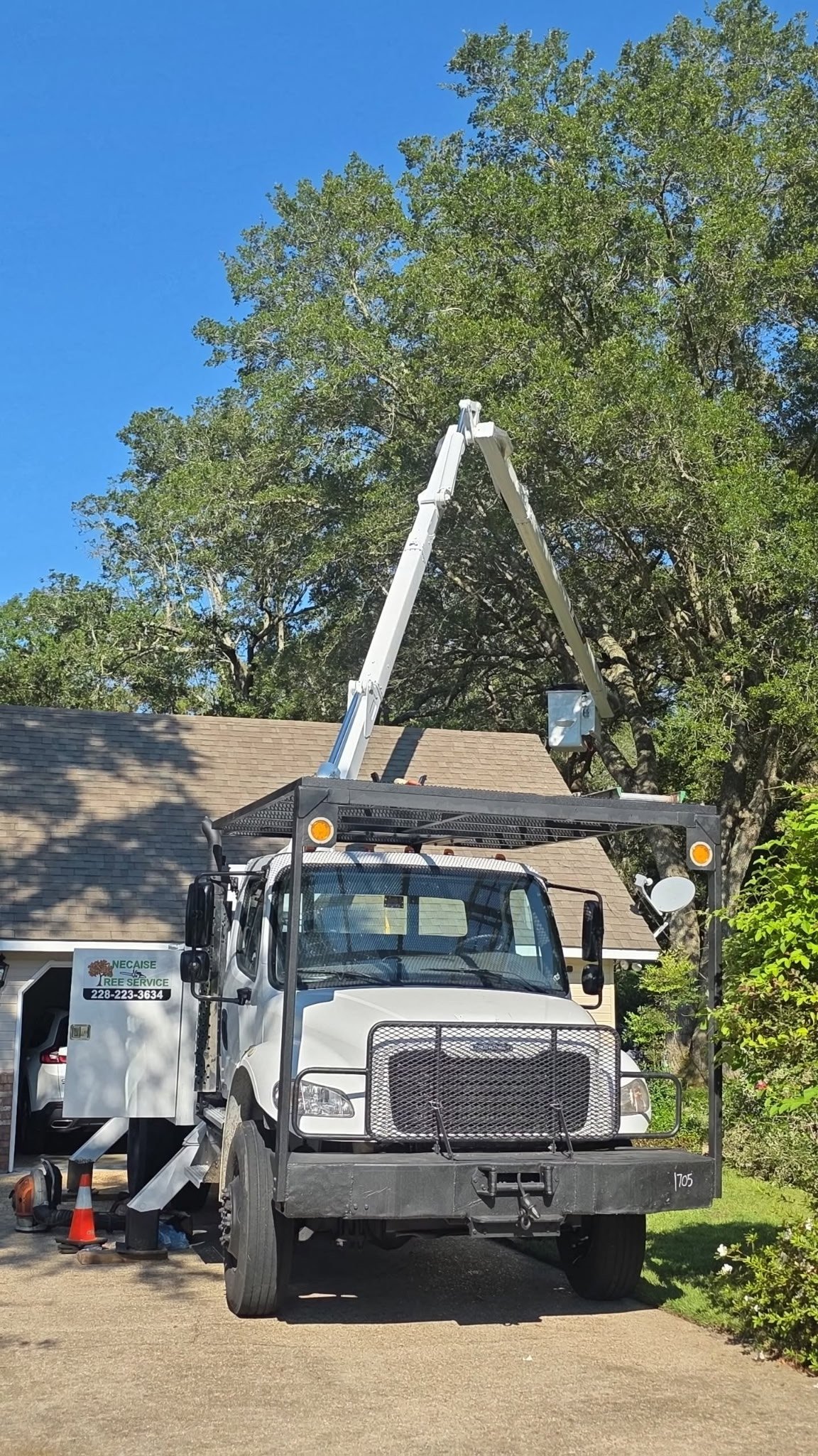 Professional tree removal and trimming service