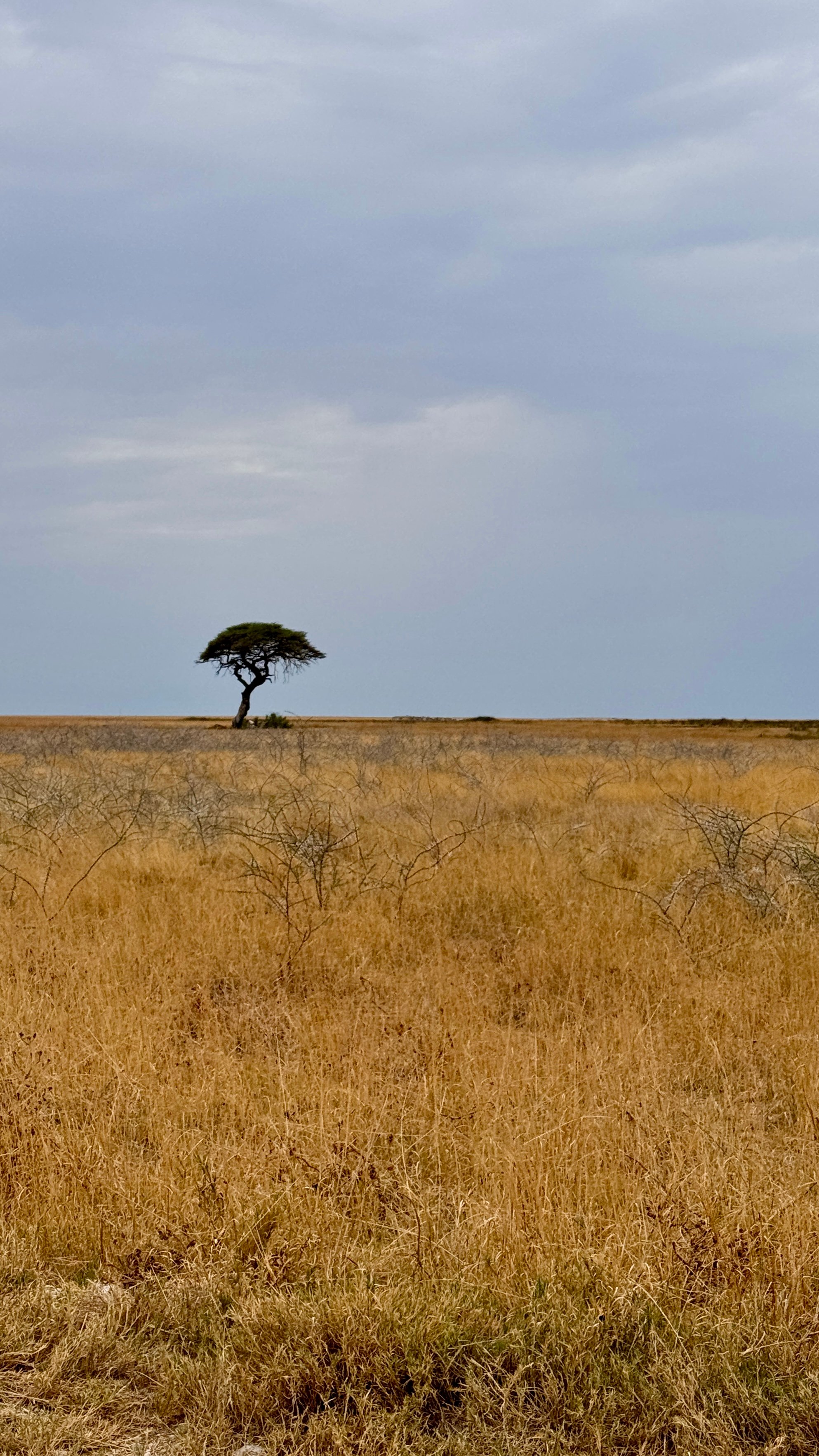 A lonely tree under a blue sky in the yellow savannah, Namibia