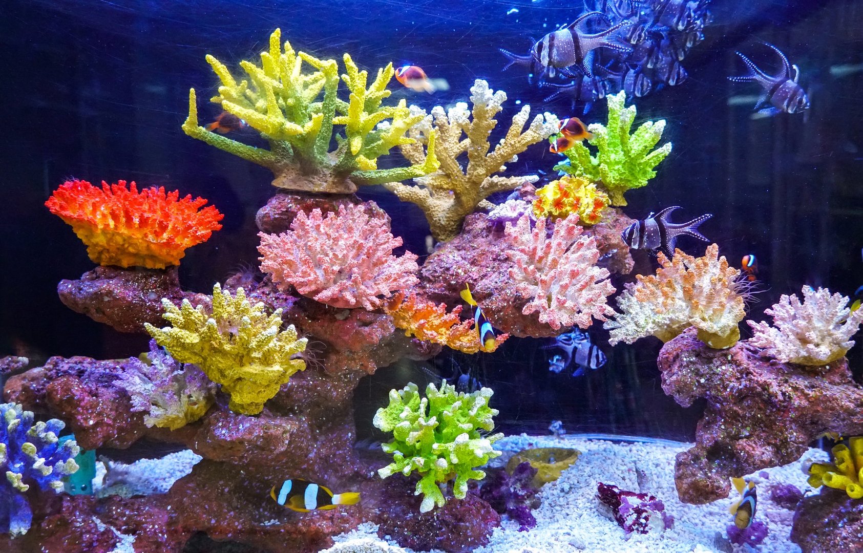 Beautiful aquarium with colorful corals and fish swimming peacefully. Close-Up of Colorful Tropical Fishs in Tank Aquarium