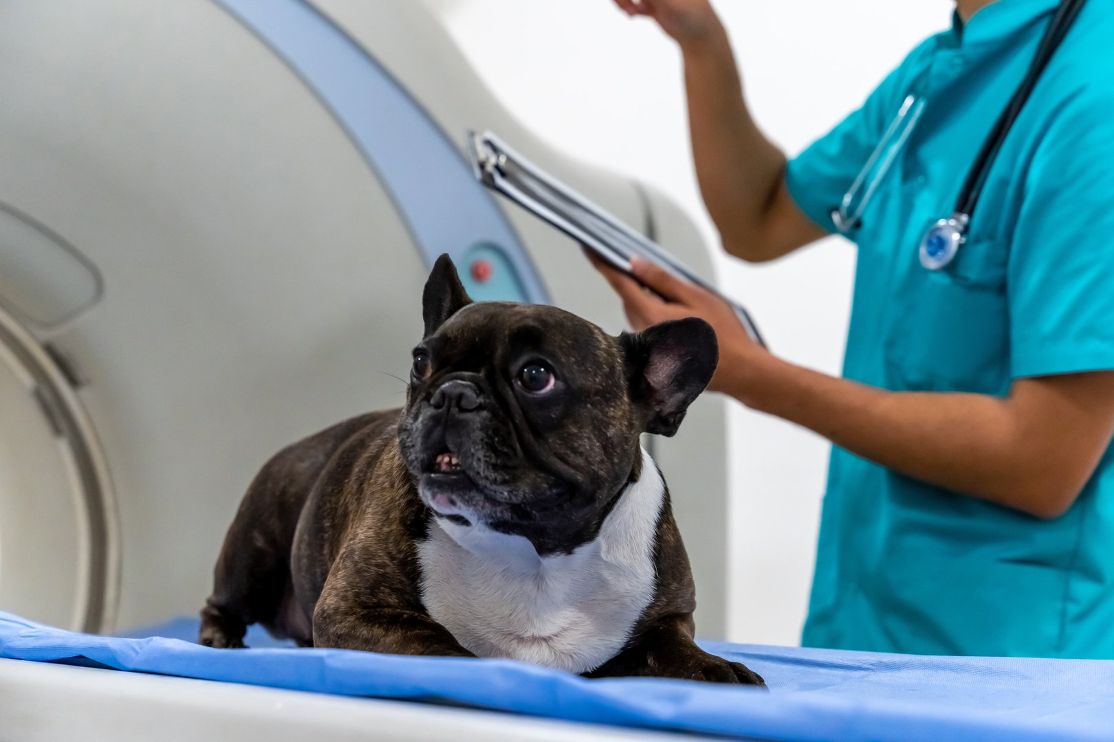 Medical procedures. Cute dog lying on the examination table before MRI investigation