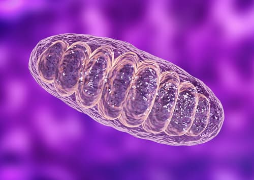 Mitochondria is a double membrane-bound organelle found in all eukaryotic organisms. are related to the cellular respiration process. 3D illustration