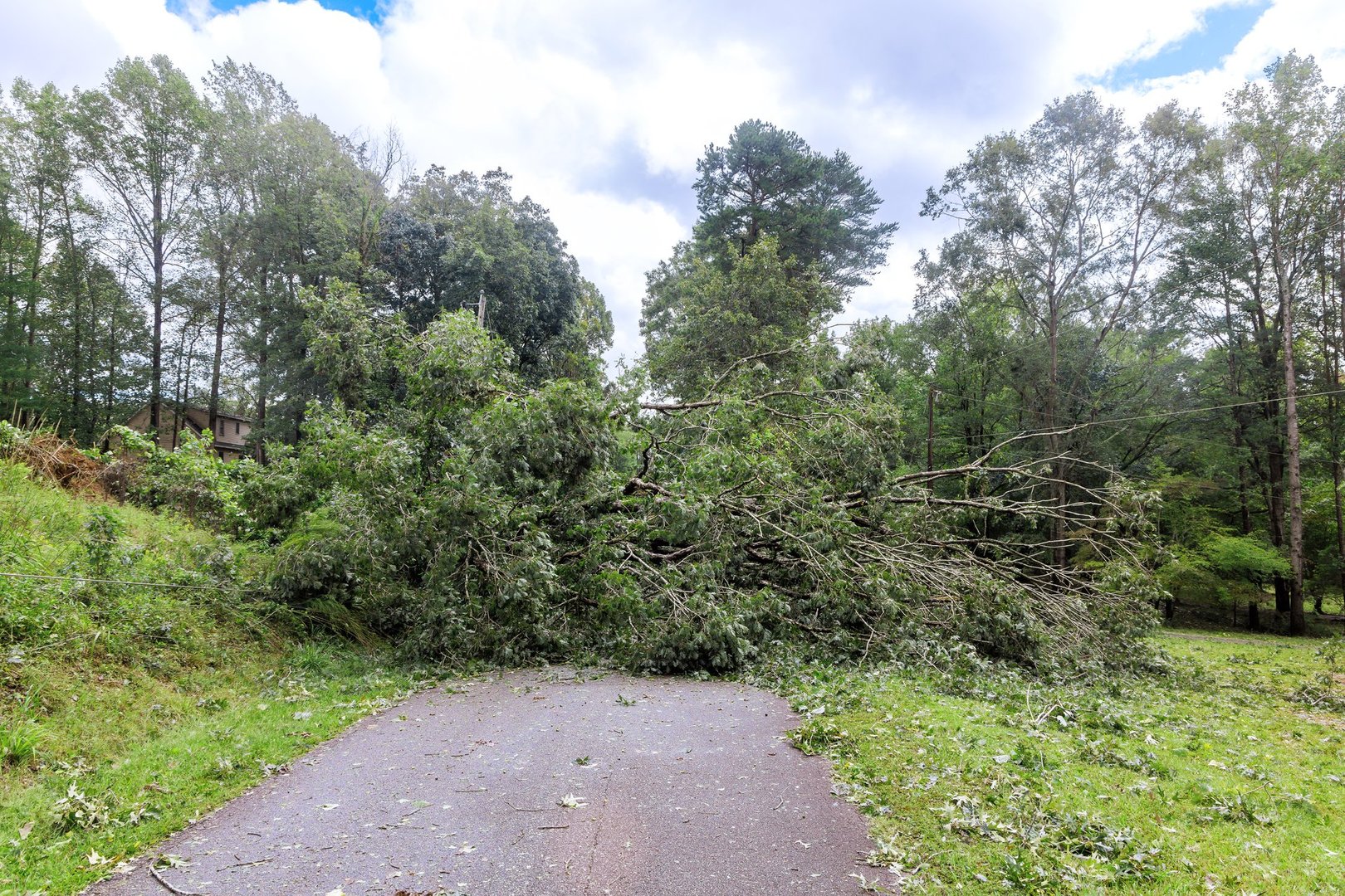 Large tree has fallen across narrow road in rural setting after significant severe hurricane storm, with branches debris scattered around.