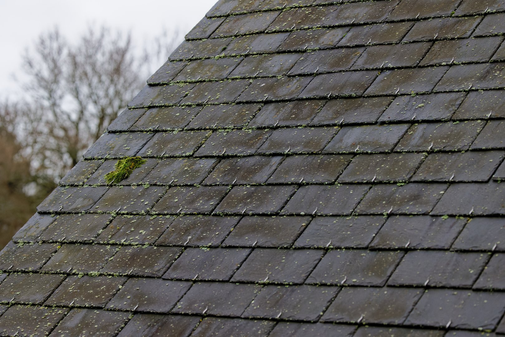 The exposure of the roof is one of the factors of moss proliferation. The less the roof is exposed to the sun, the longer it remains humid and the greater the risk of the appearance of algae, moss and lichens.