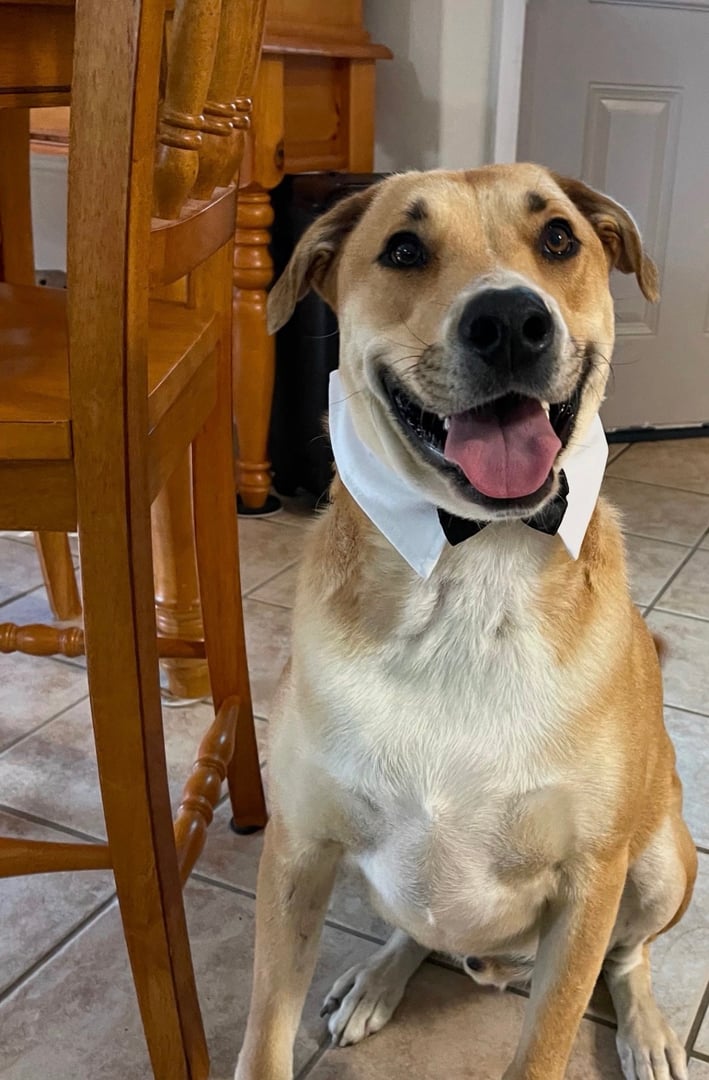 Rescued dog from Neighbors Helping Street Pups