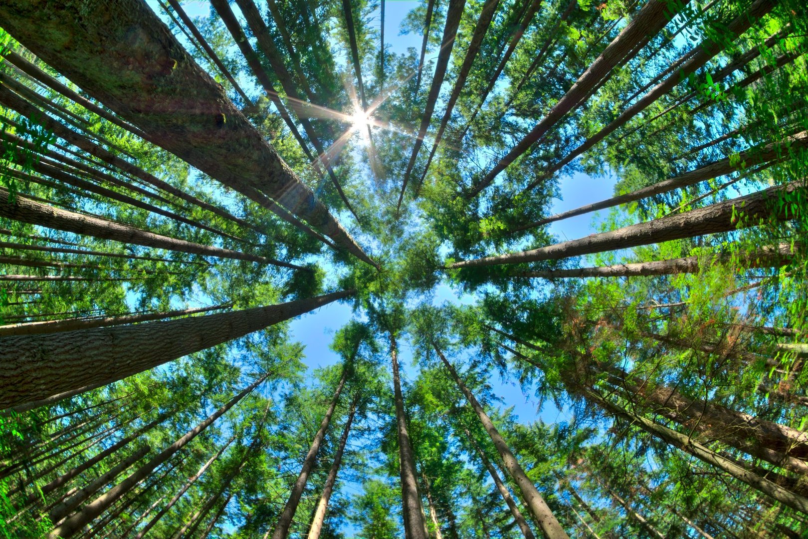 Fisheye HDR view looking directly up in dense Canadian pine forest with sun glaring in clear blue sky as trees reach for the sky