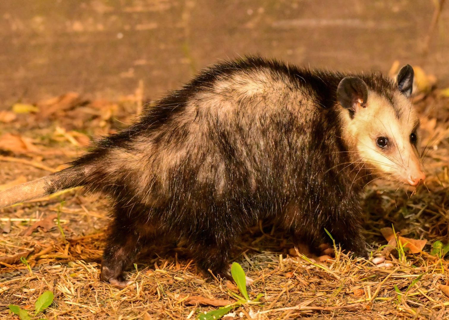 Opossum in the garden foraging for food