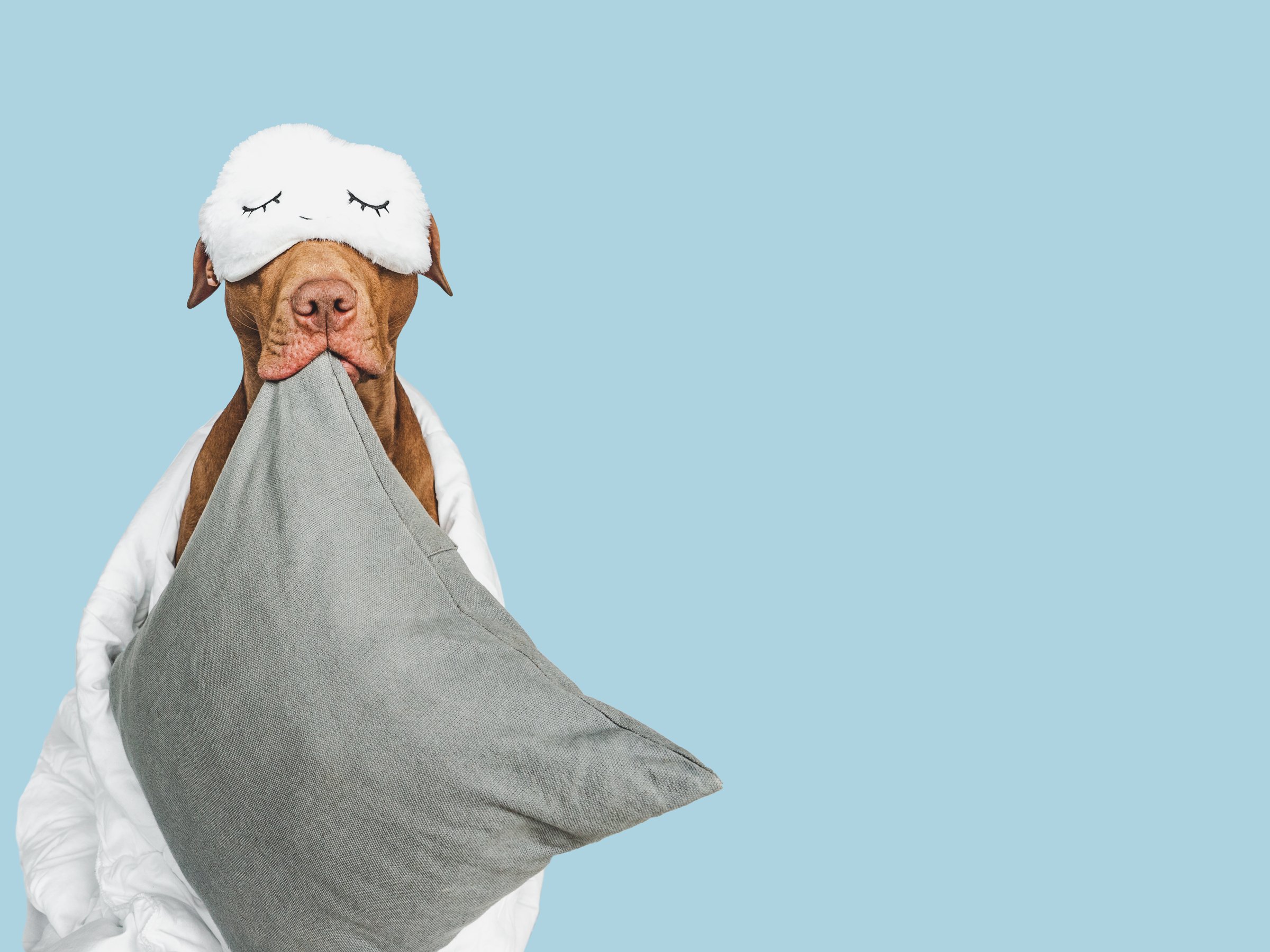 Lovable, pretty puppy, pillow and sleep mask. Close-up, indoors, studio photo. Day light. Concept of care, education, obedience training and raising pets