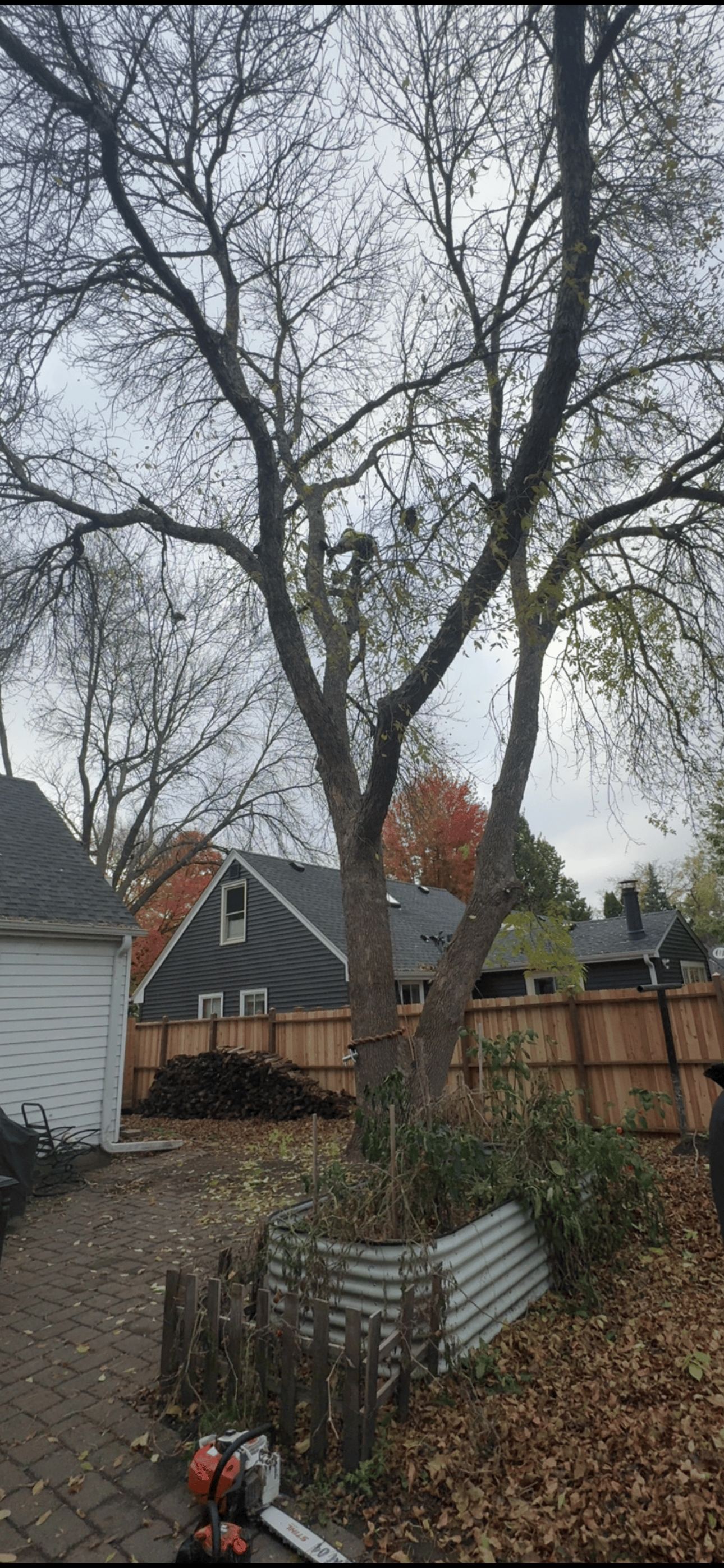Nature Worx professional tree service work