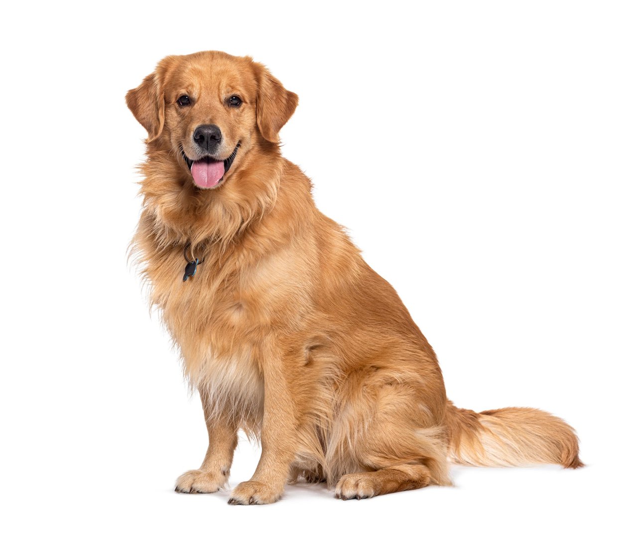 Happy sitting and panting Golden retriever dog looking at camera, Isolated on white