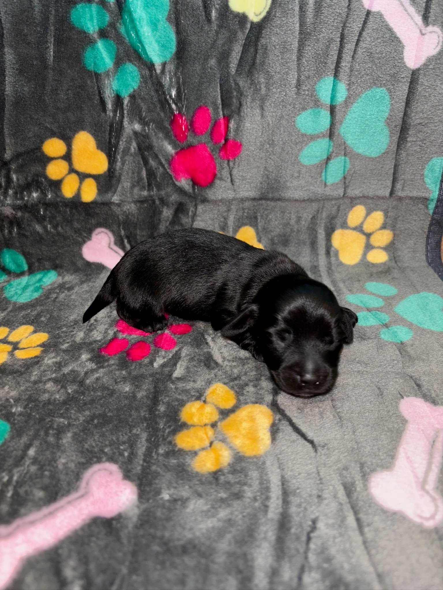 A black puppy sleeping on a colorful paw and bone-patterned blanket.