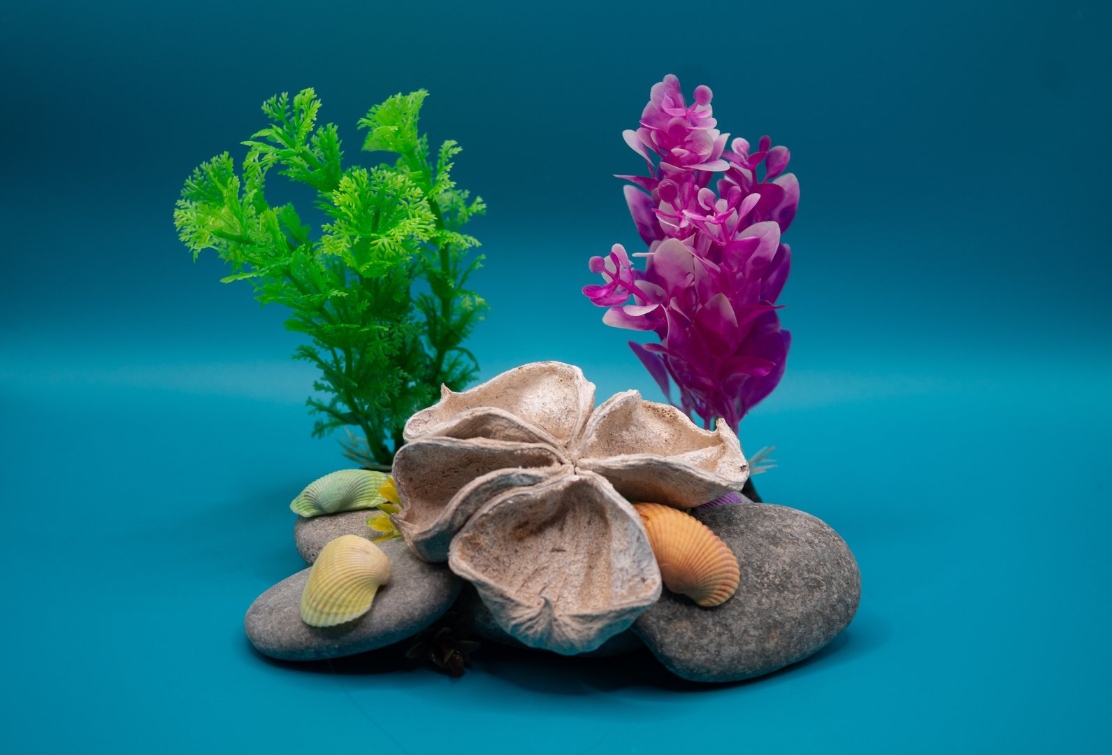Large seed pod with rocks and shells in pseudo coral reef