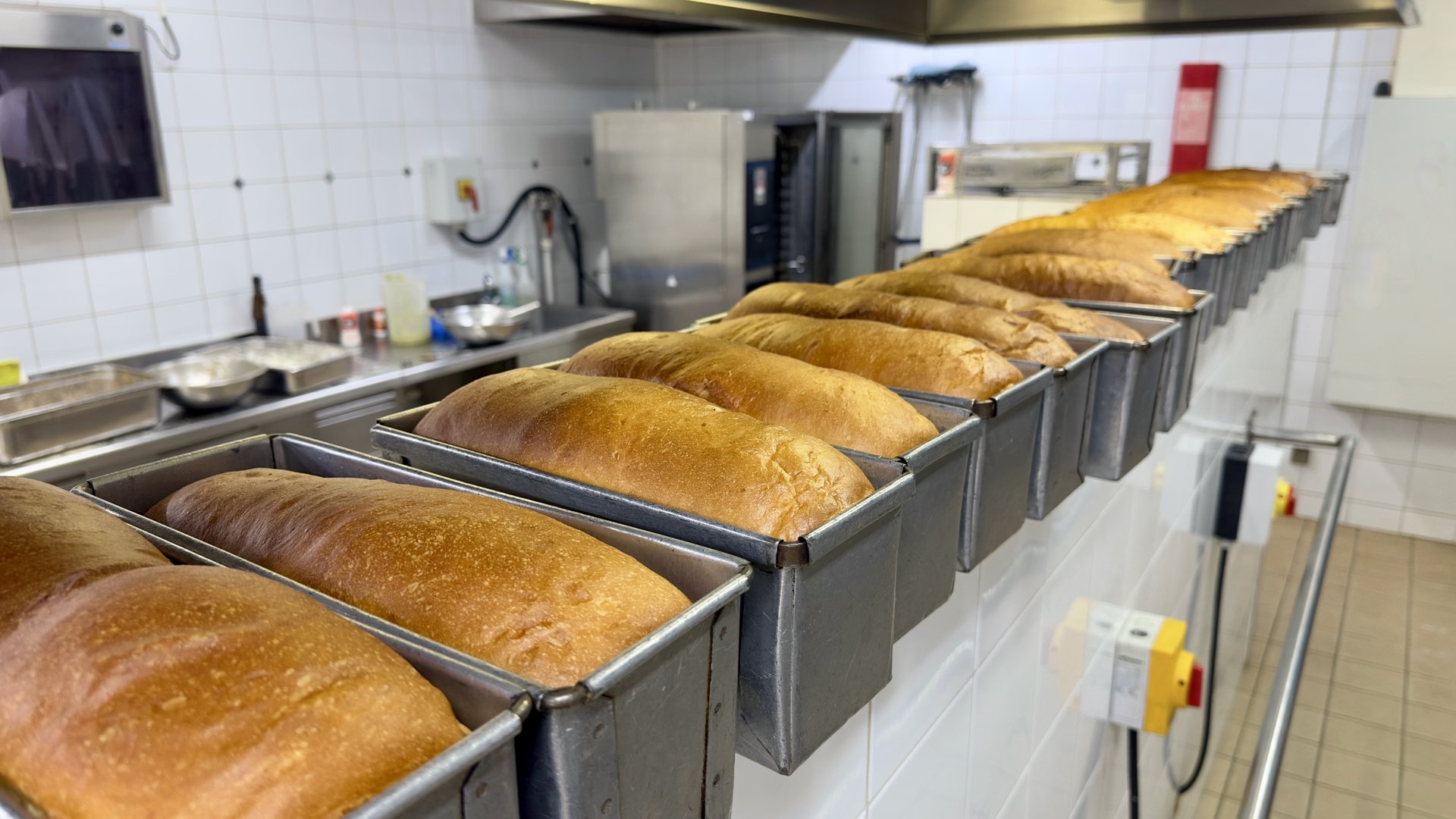 A long row of warm white bread loaves in baking tins