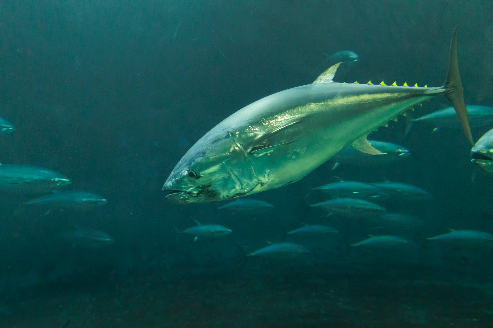 Big bluefin tuna swimming energetically in the sea