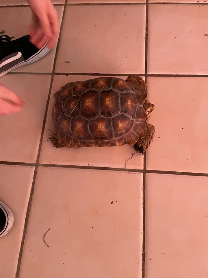 The Herpetarium animal