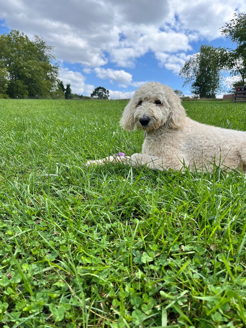 Dog relaxing during boarding in Salt Lake City