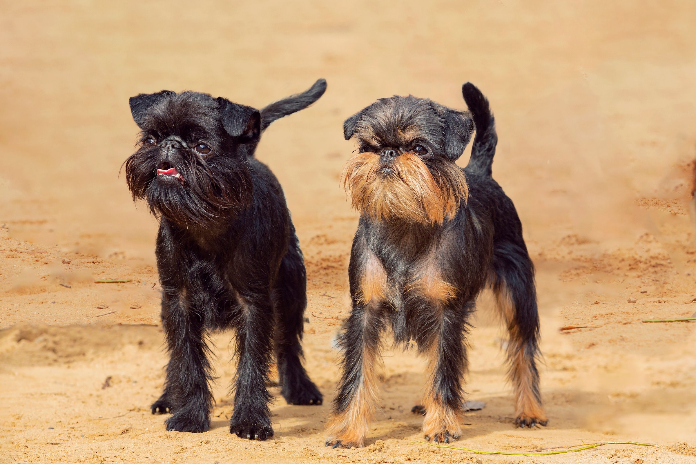 The Griffon Bruxellois or Brussels Griffon is a breed of toy dog, named for their city of origin of Brussels, Belgium