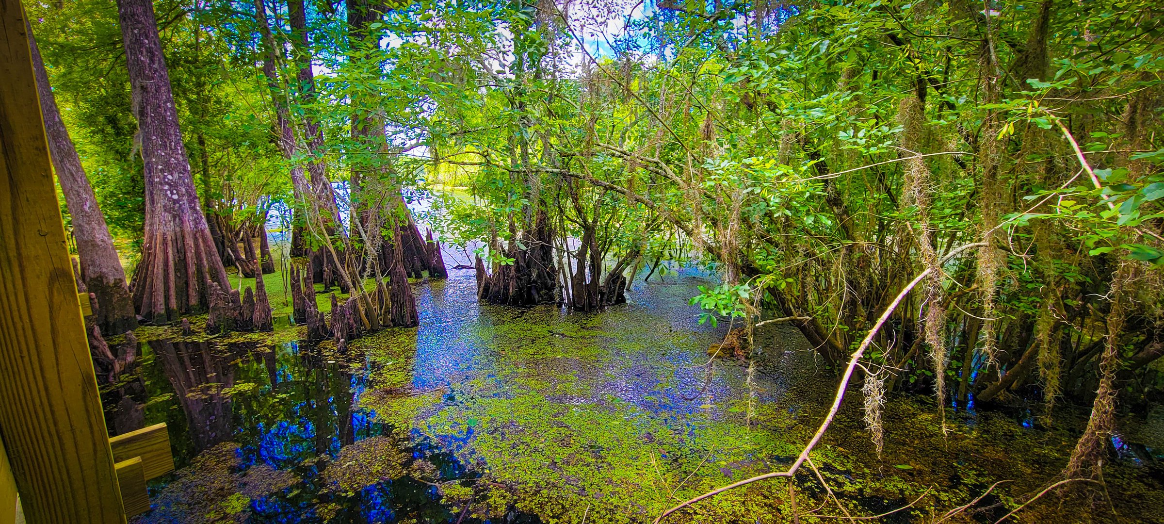 A vibrant swamp landscape with lush green foliage and clear water reflecting the sky.