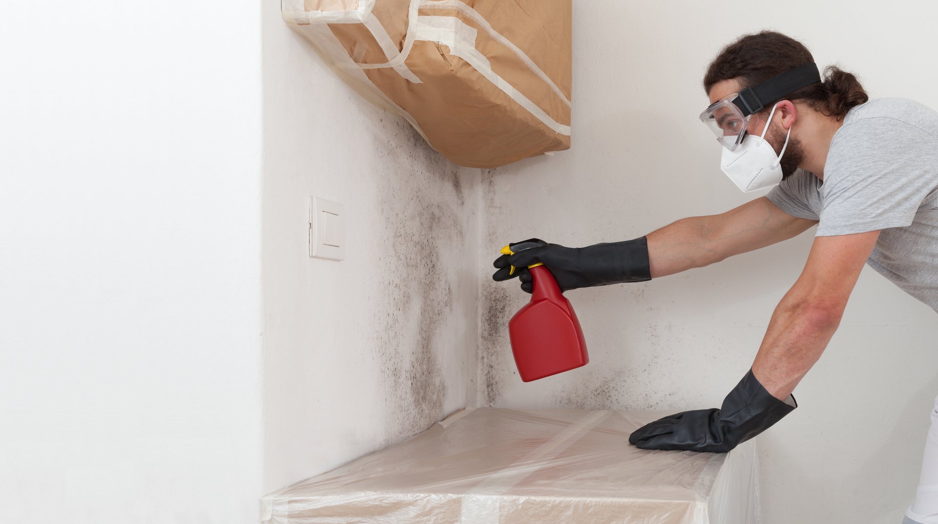 Professional mould removal service